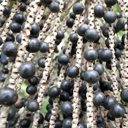Real Brazilian Acai vs. Fake Stuff:  The Science-Backed Benefits of Investing in Quality